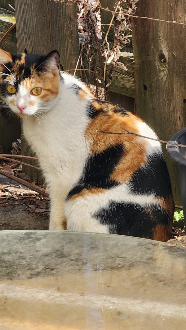 Safe Cat in Philadelphia, PA