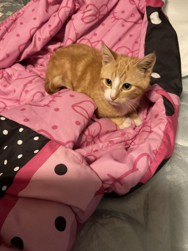 Safe Cat in Houston, TX