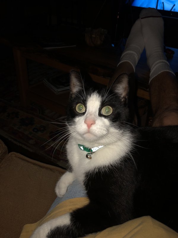 Lost American Shorthair in Texas