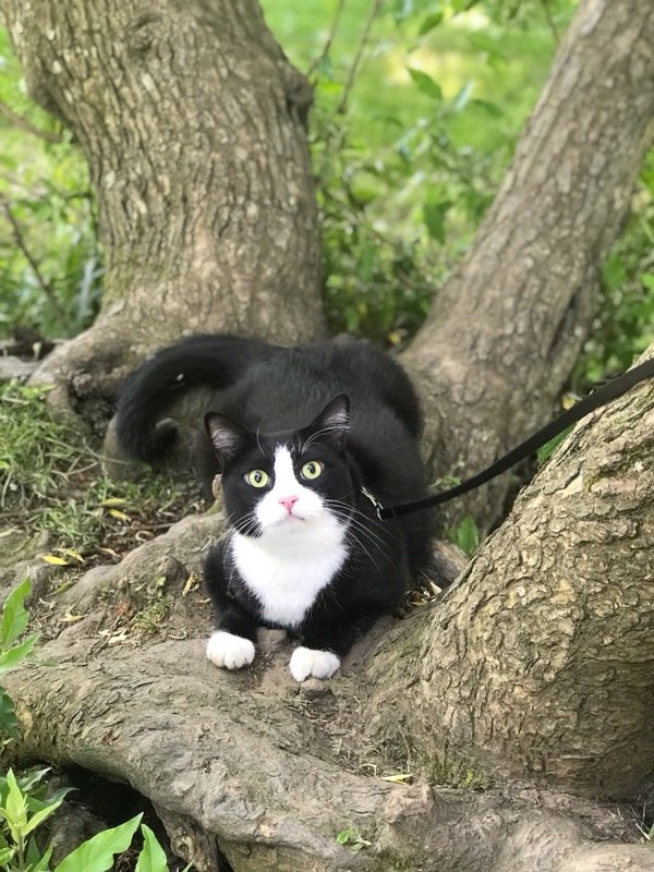 Safe Domestic Short Hair in Portland, OR