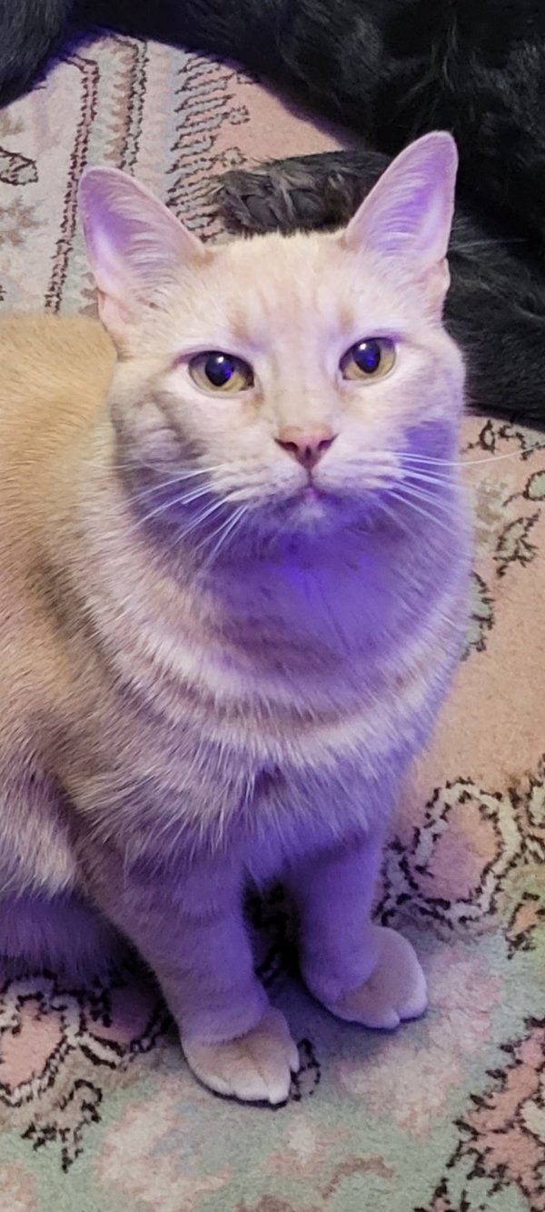 Safe Cat in Irving, TX