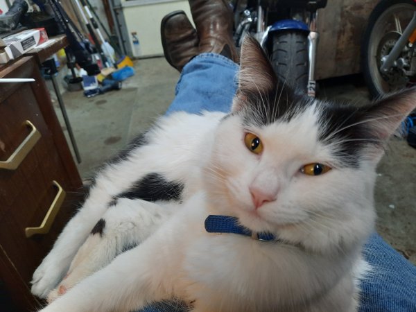 Safe Cat in Henrico, VA