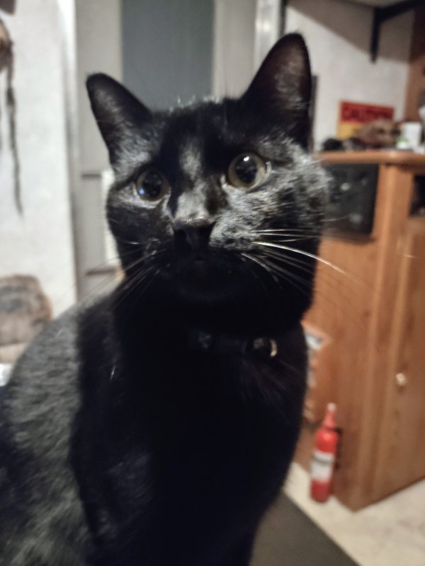 Safe American Shorthair in Orem, UT