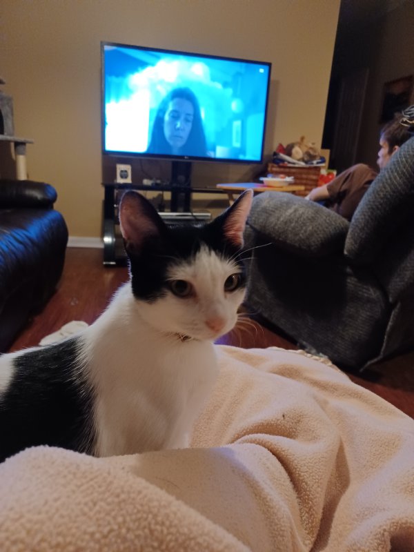 Safe Domestic Short Hair in Cypress, TX