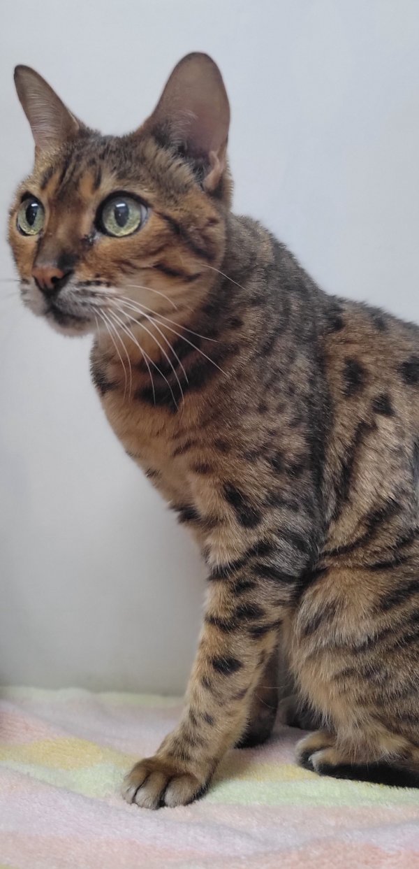 Found Bengal cat in South Amboy, NJ