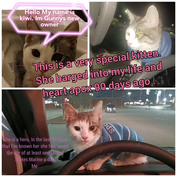 Safe American Shorthair in Nashville, TN