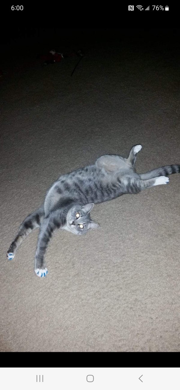 Safe Cat in Jacksonville, FL
