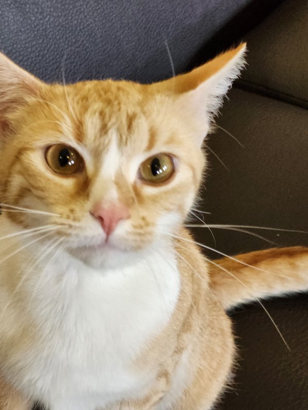 Safe Cat in Canandaigua, NY