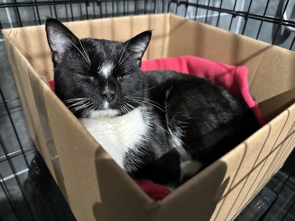 Safe Domestic Short Hair in Lexington, MA