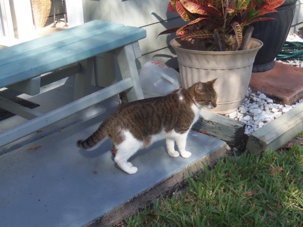 Safe Cat in Vero Beach, FL