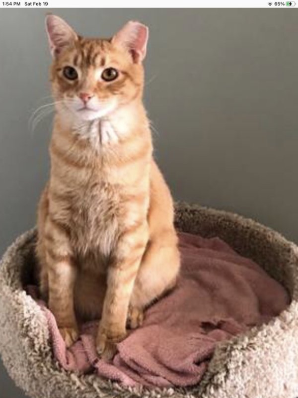 Lost American Shorthair in Delaware