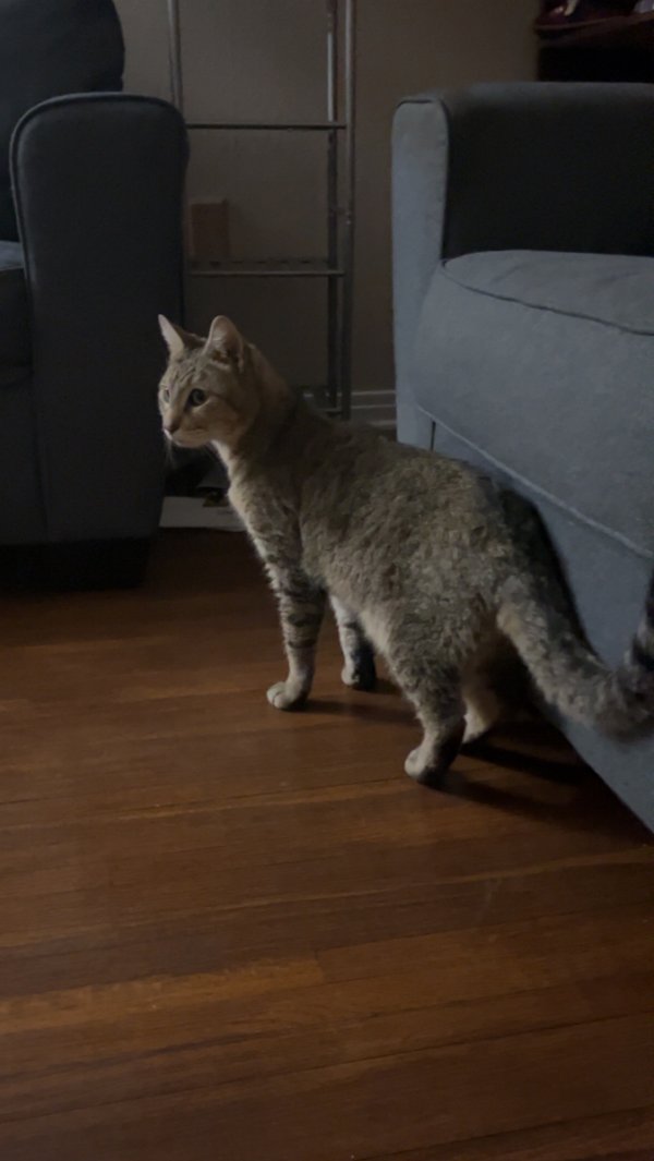 Lost Domestic Short Hair in Kansas