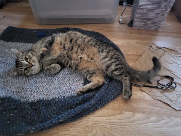 Safe American Shorthair in Glendale, AZ