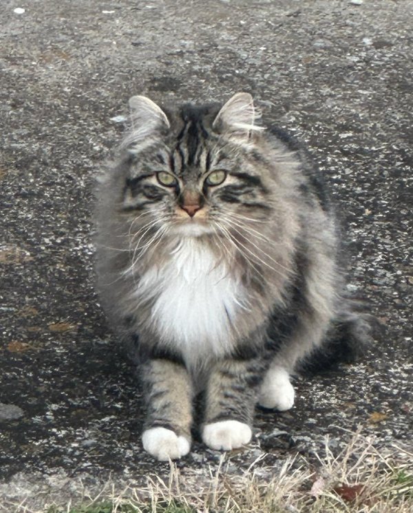 Safe Domestic Long Hair in Gallatin, TN