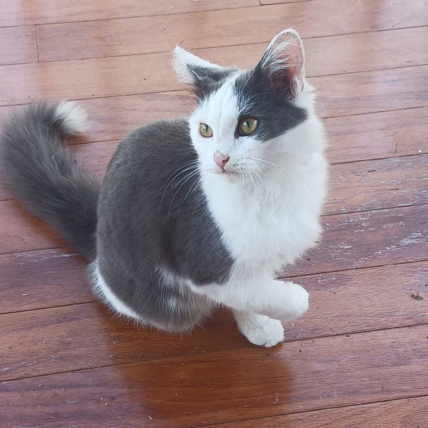 Safe Turkish Van in Murfreesboro, TN