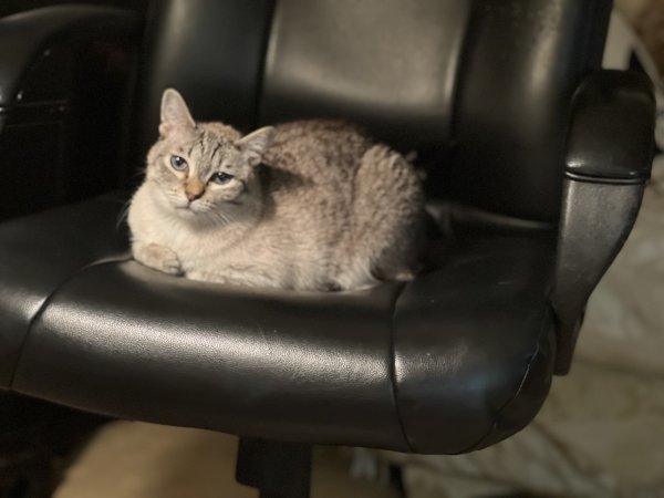 Safe Siamese in Stockton, NJ
