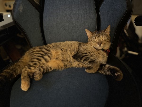 Safe Cat in Simi Valley, CA