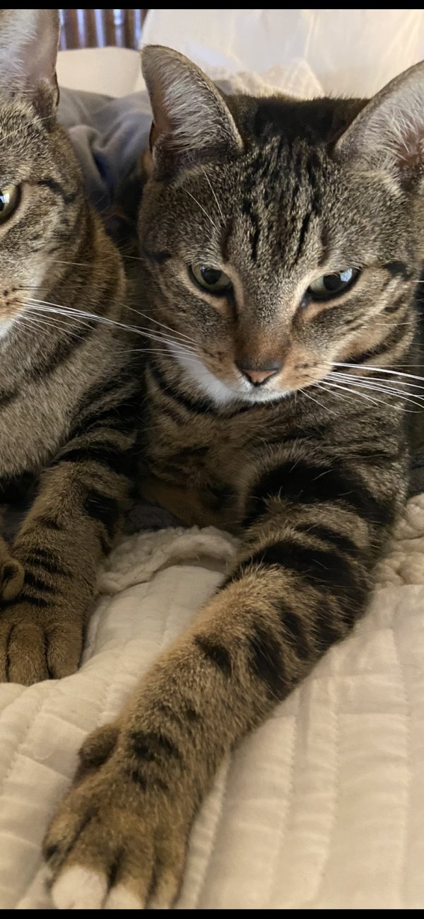 Safe Egyptian Mau in Palm Beach Gardens, FL