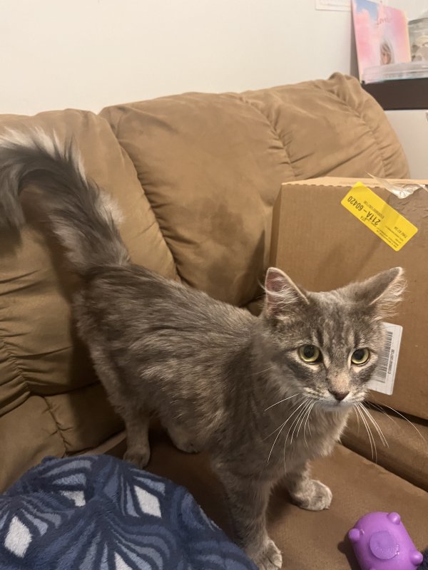Found Domestic Long Hair in Saratoga Springs, UT
