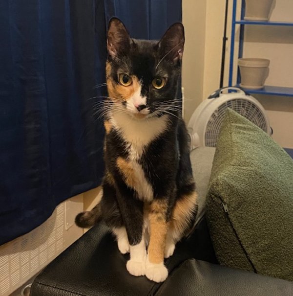 Safe American Shorthair in Brooklyn, NY