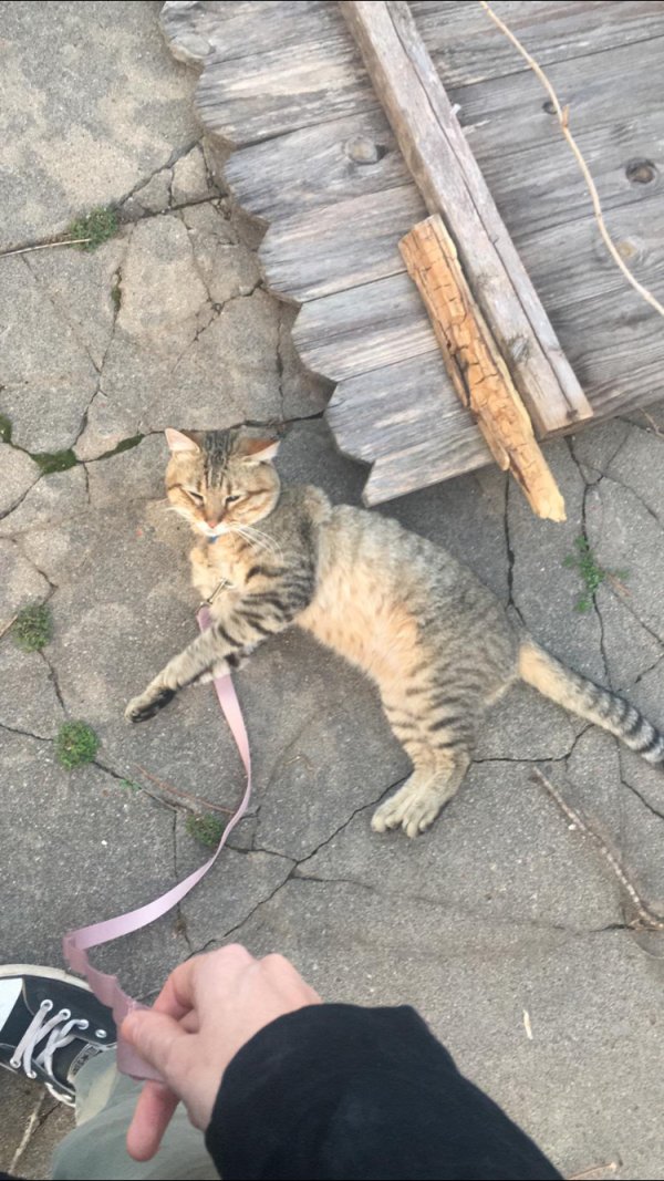 Found Cat in Oklahoma City, OK