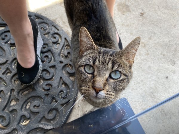 Found Cat in San Antonio, TX