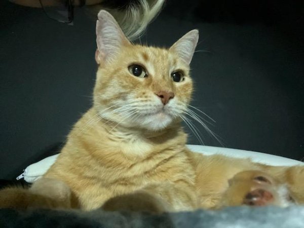 Safe Domestic Short Hair in Round Rock, TX