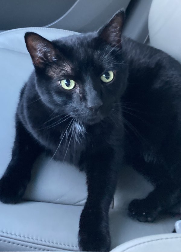 Safe American Shorthair in Dallas, TX