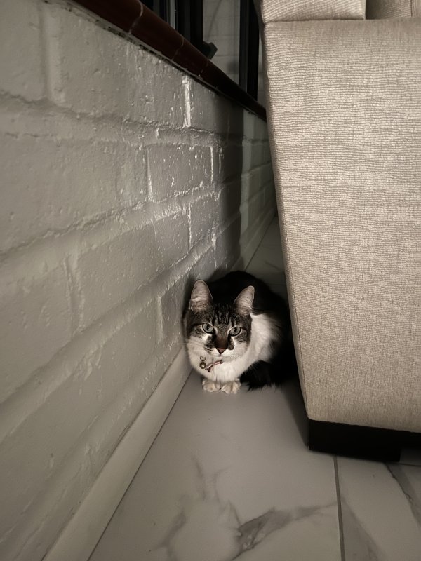 Found Cat in Tucson, AZ