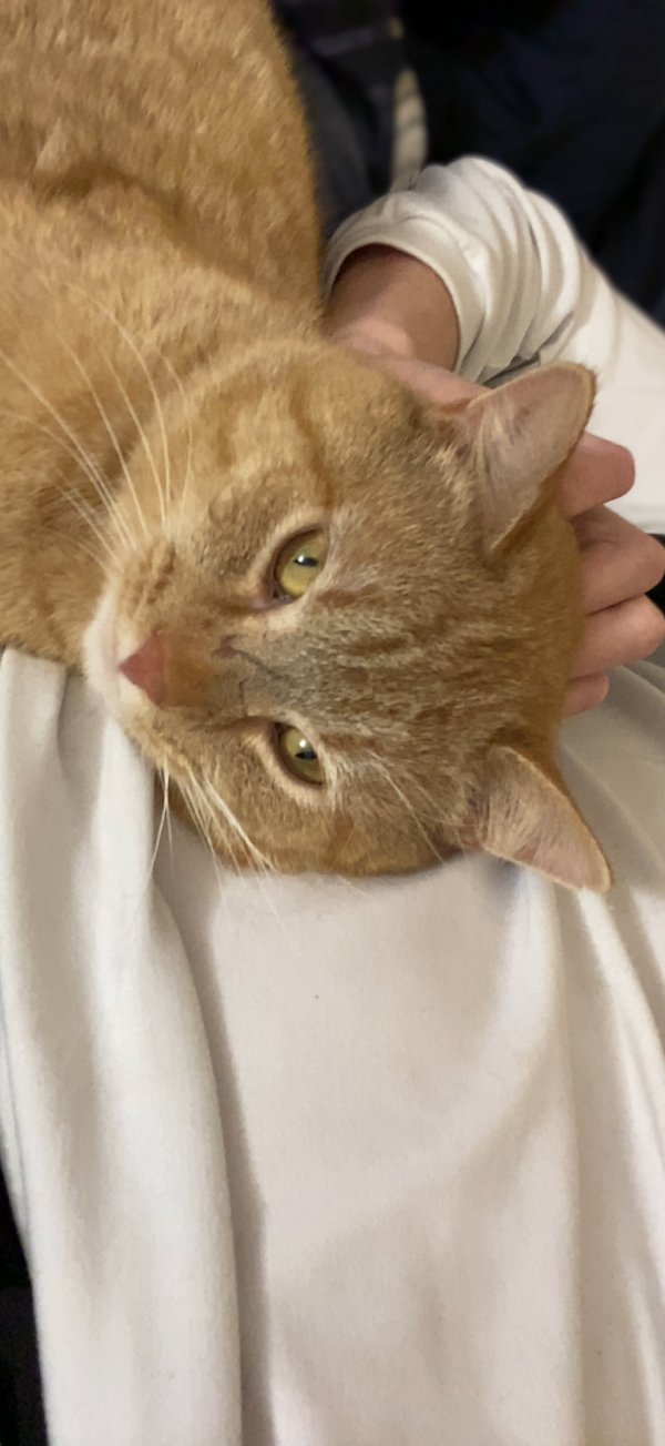Safe Domestic Short Hair in Shoals, IN