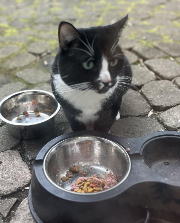Found American Shorthair 