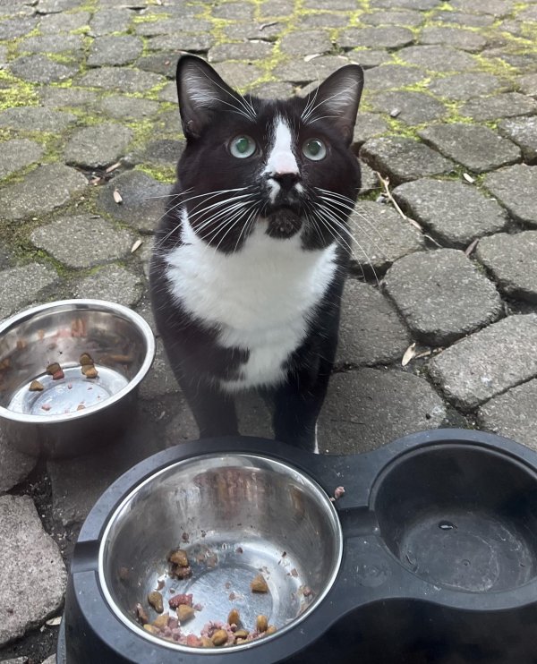 Safe American Shorthair in Great Neck, NY