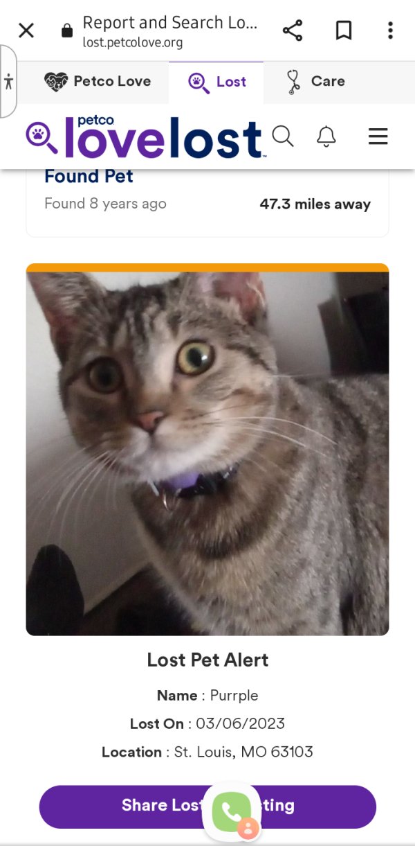 Safe Bengal cat in Saint Louis, MO