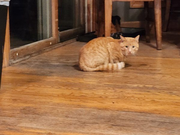 Safe Domestic Short Hair in McHenry, IL