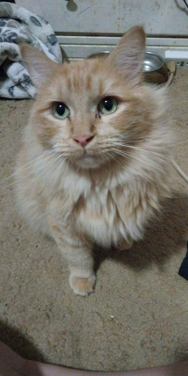 Lost Cat in Pocatello, ID