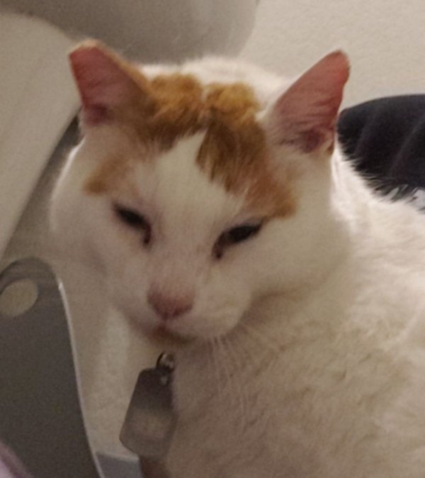Found Turkish Van 