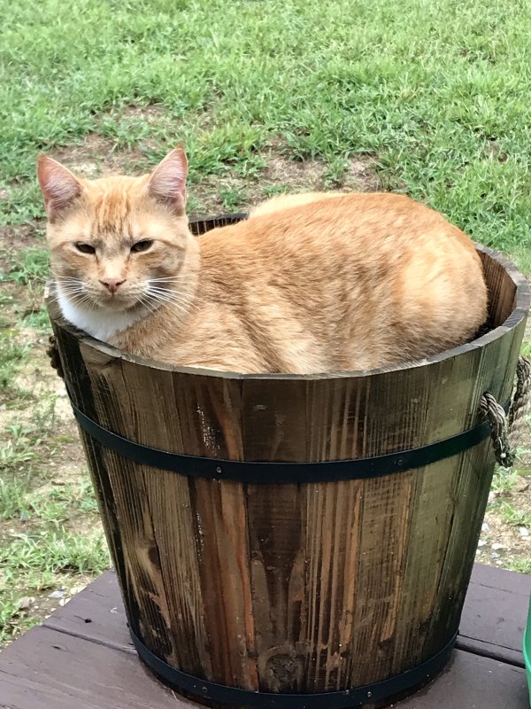 Safe Cat in Bozrah, CT