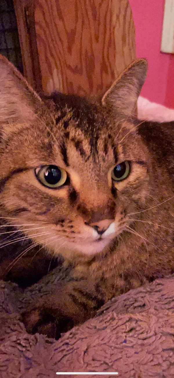 Found Cat in Los Angeles, CA