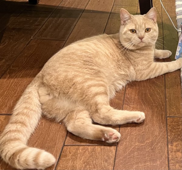 Safe British Shorthair in Westlake Village, CA