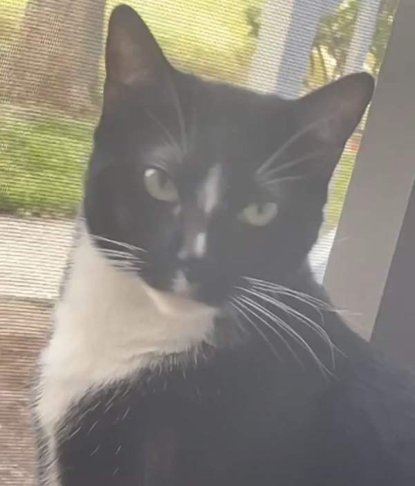 Safe Cat in Jacksonville, FL