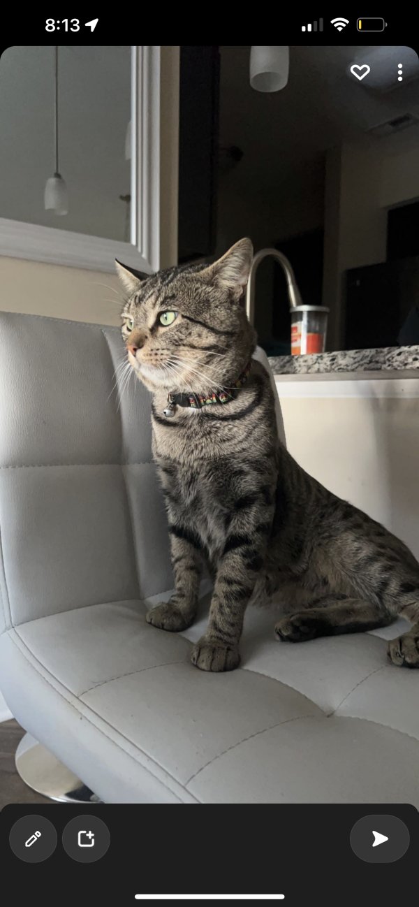 Lost Domestic Short Hair in Ohio