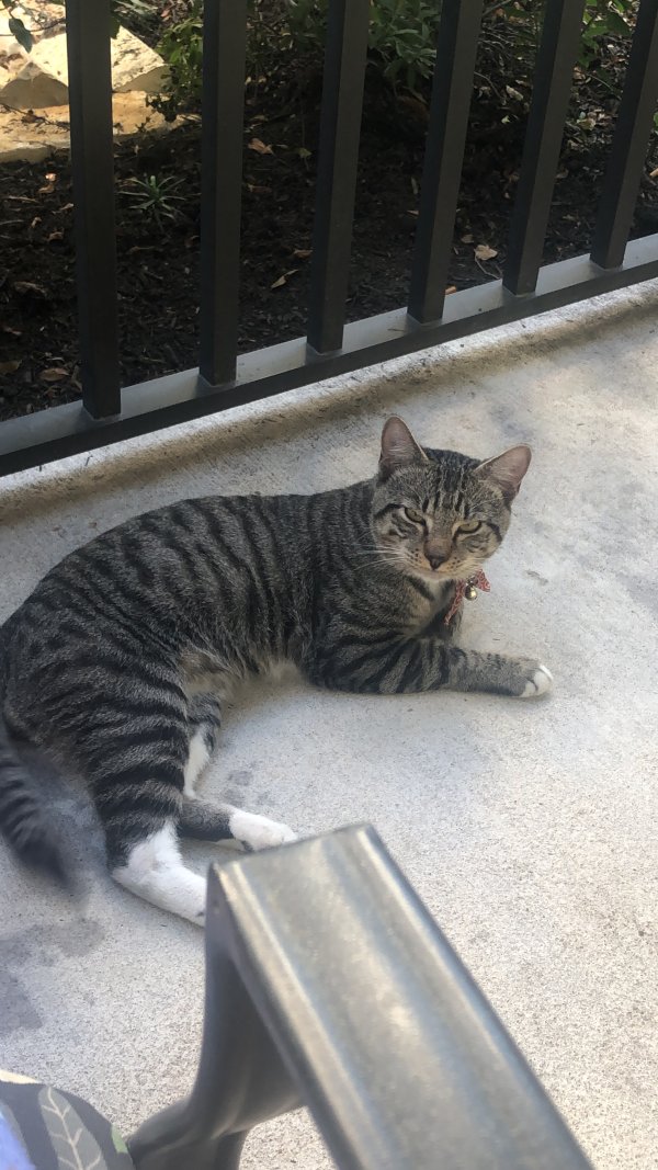 Lost Domestic Short Hair in Texas