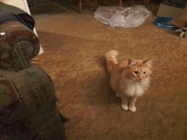 Safe Cat in Youngstown, OH