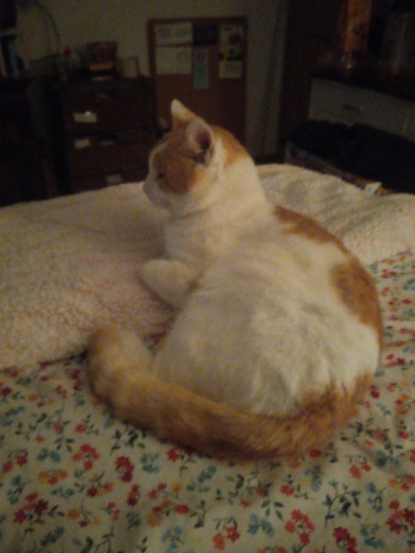 Safe Cat in Versailles, IN