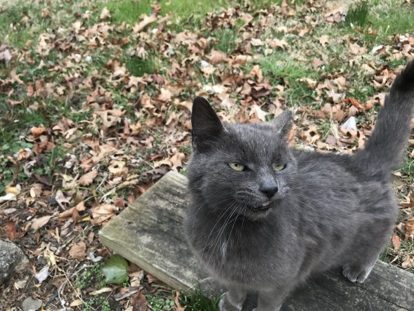 Safe American Shorthair in Glen Mills, PA