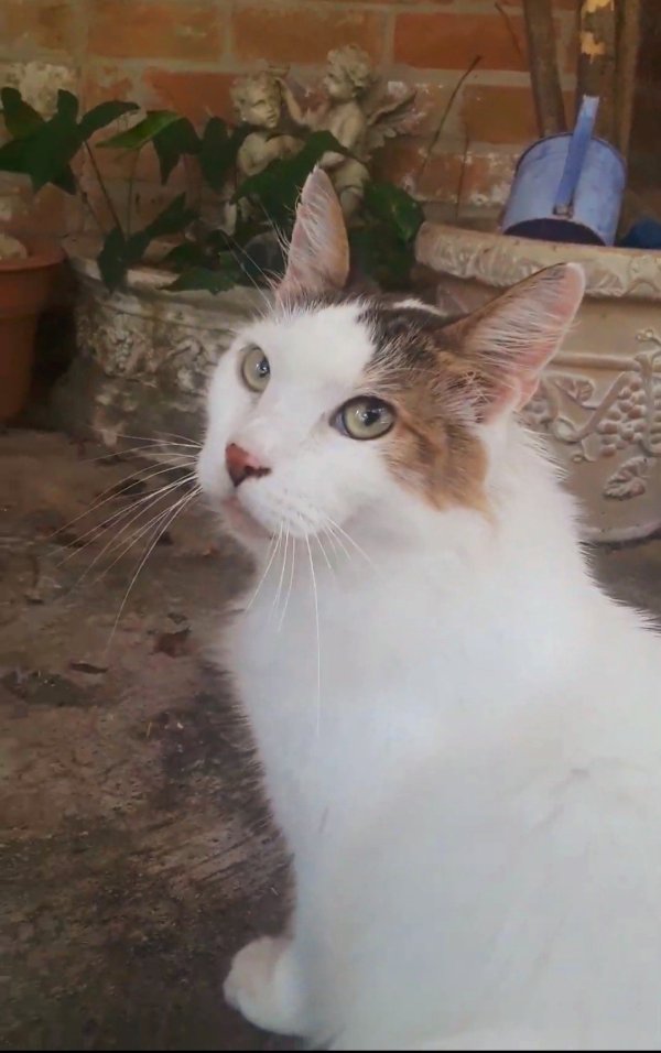 Safe Turkish Van in Humble, TX