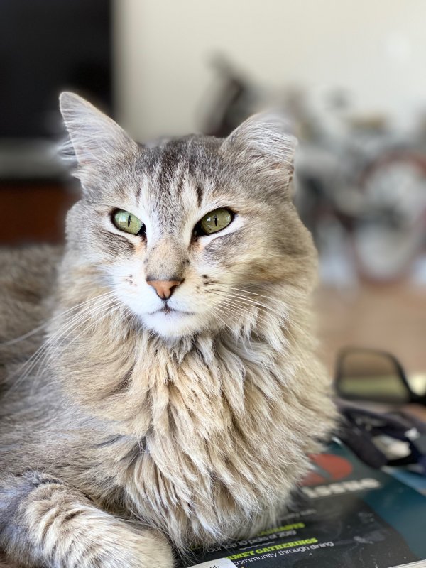 Safe Maine Coon in Walnut Creek, CA