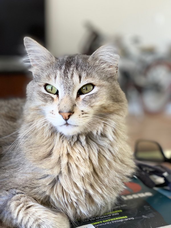 Lost Maine Coon in California