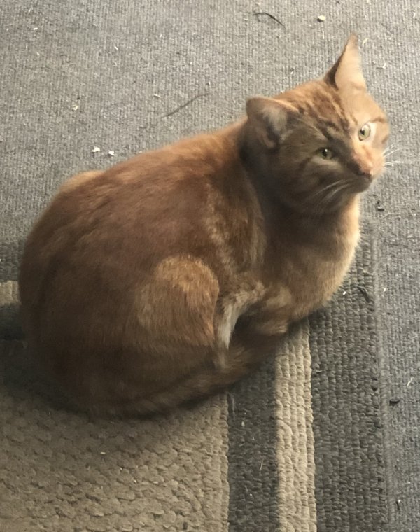Safe Cat in Painesville, OH