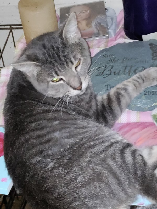 Safe Cat in Rushville, OH